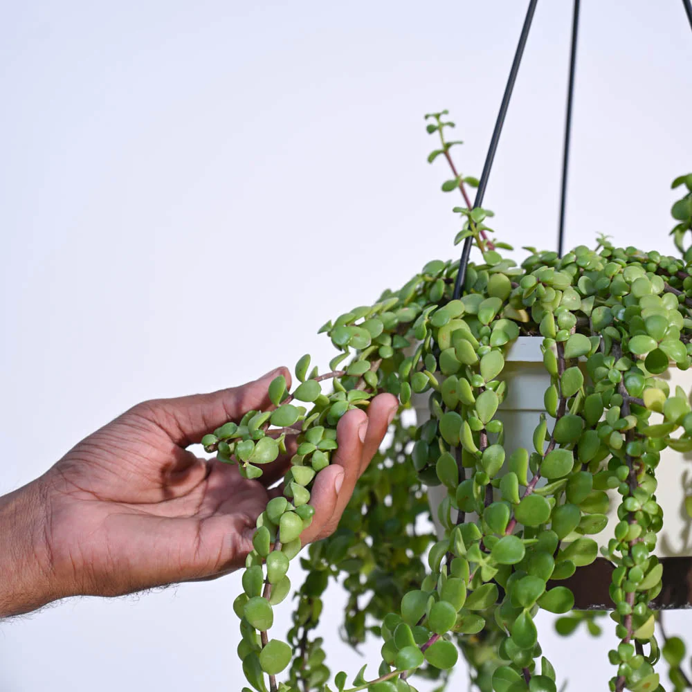 Trailing Jade(Weeping Jade) With Hanging Pot - Image 3