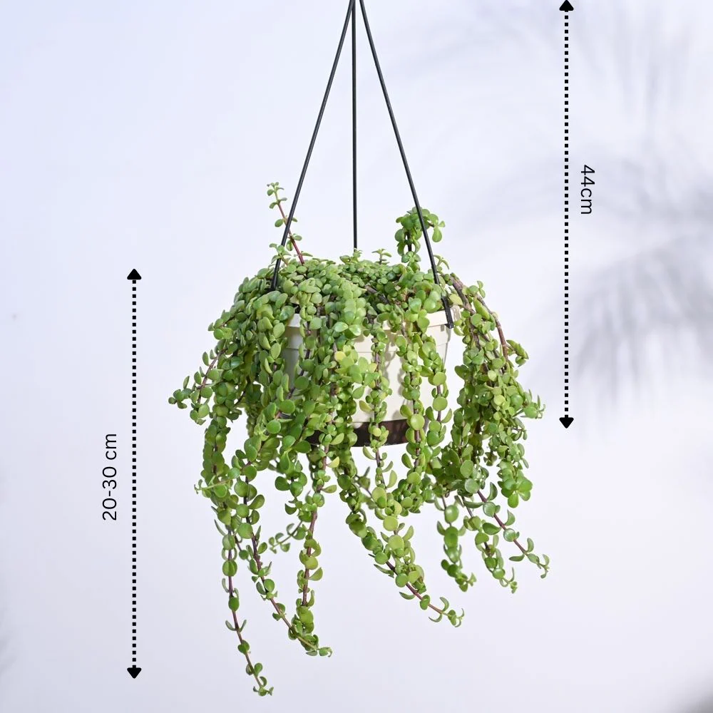 Trailing Jade(Weeping Jade) With Hanging Pot - Image 4