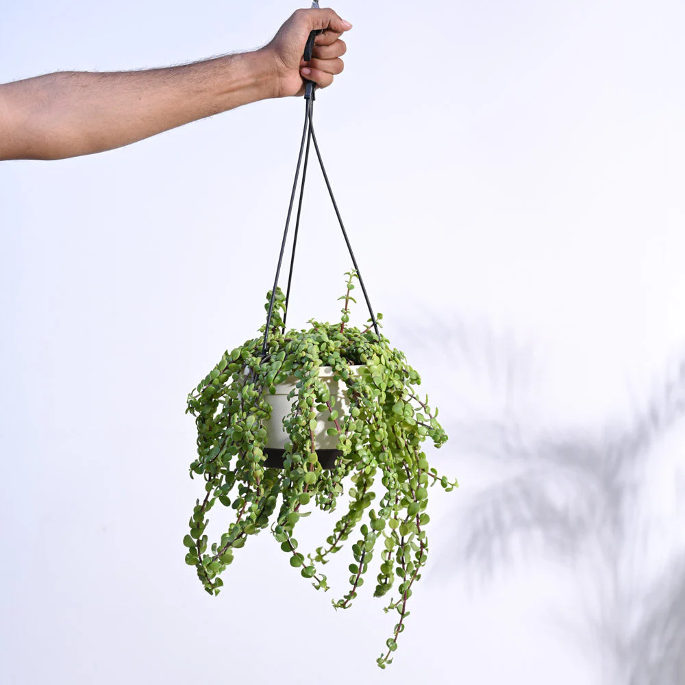 Trailing Jade(Weeping Jade) With Hanging Pot - Image 5