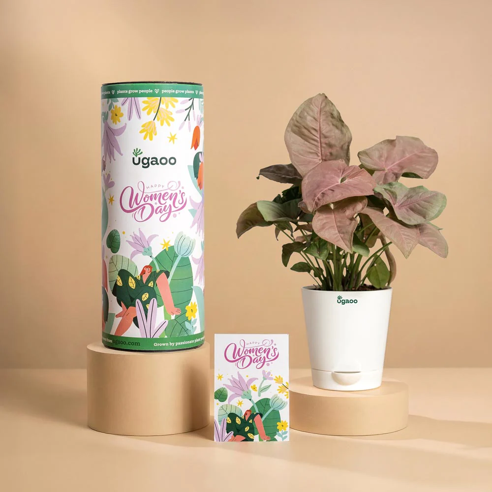 Women’s Day Appreciation Plant Gift – Pink Syngonium - Image 2