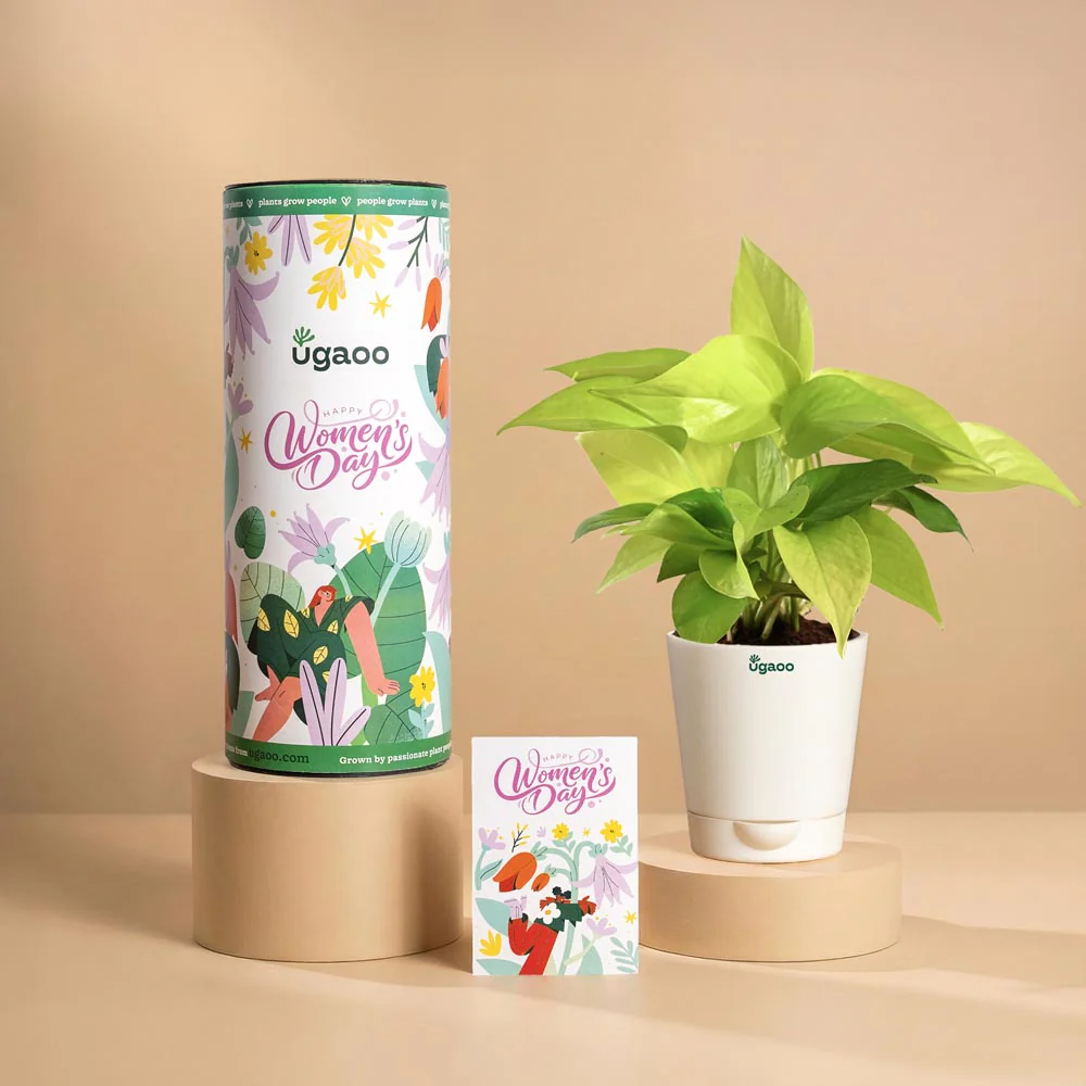 Women’s Day Golden Growth Plant Gift – Money Plant - Image 2