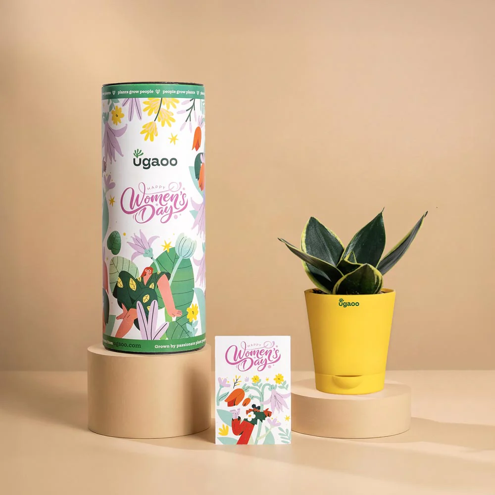 Women’s Day Resilience Plant Gift – Snake Golden Hahnii - Image 2