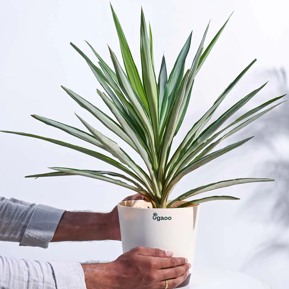 Yucca Silver Plant - Image 4