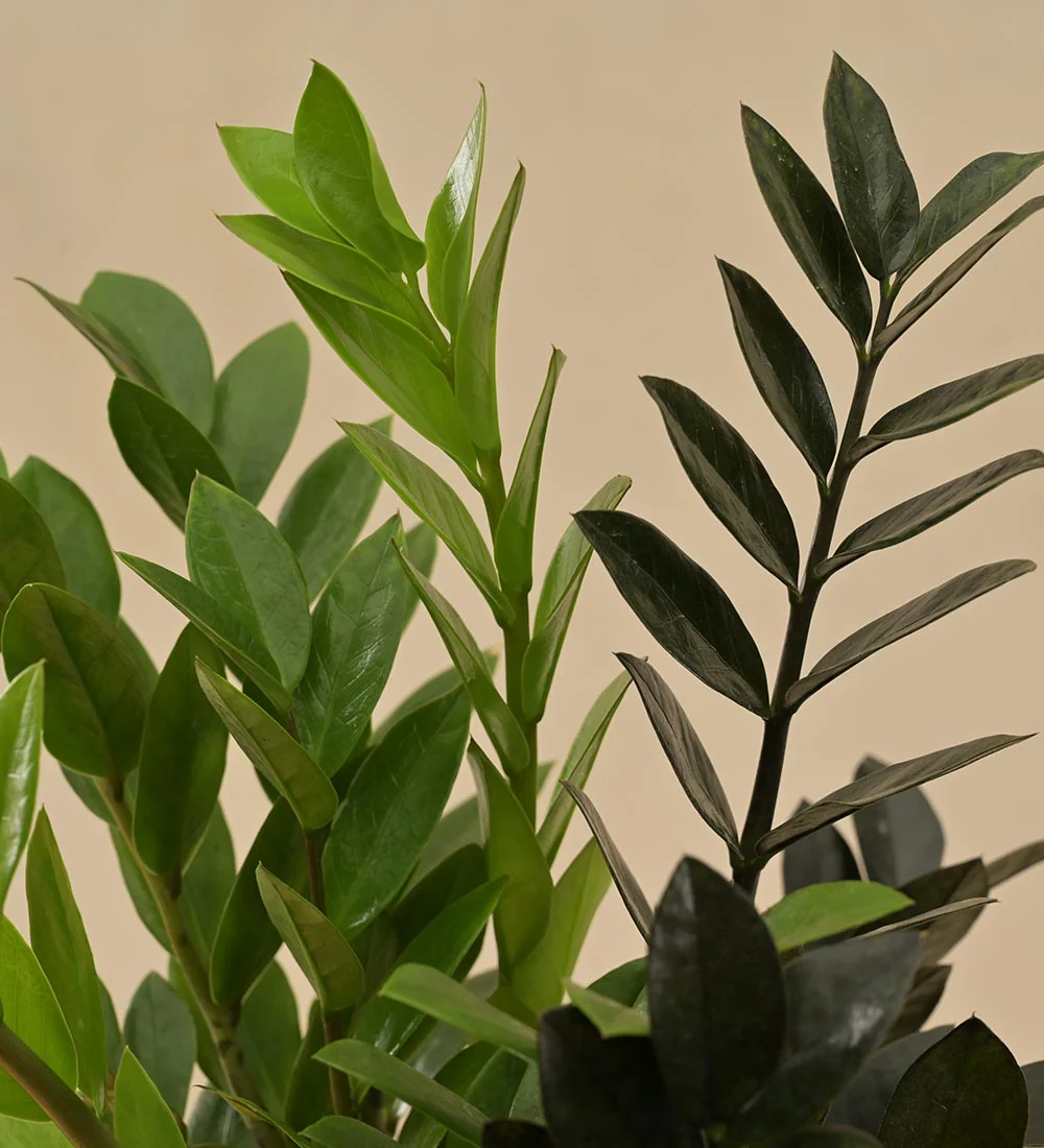 Zamia Green and Zamia Black Plant Bouquet - Image 3