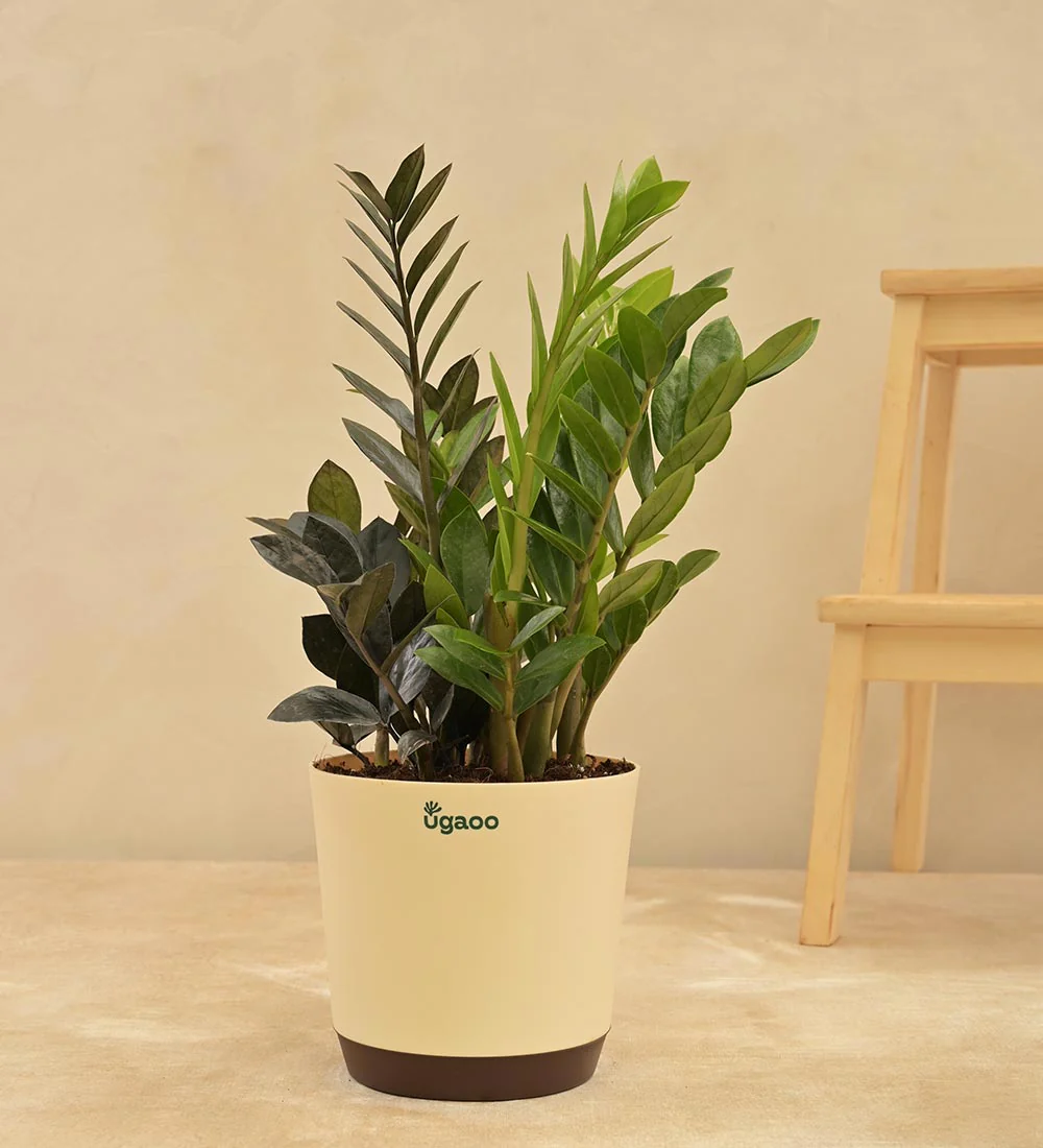 Zamia Green and Zamia Black Plant Bouquet - Image 4