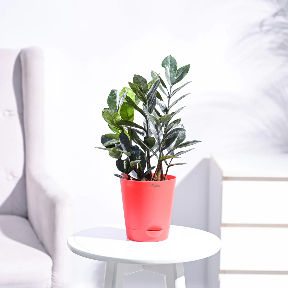 Zamia ZZ Black Plant
