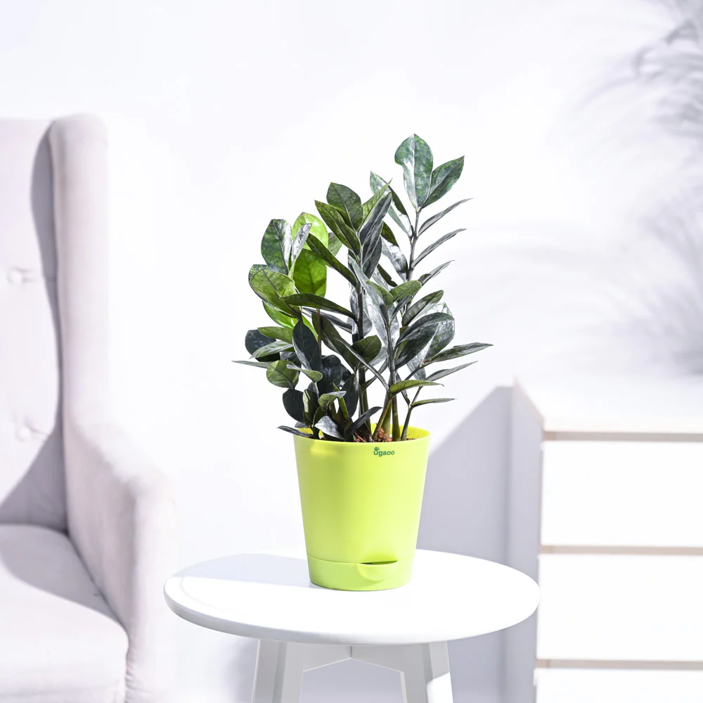 Zamia ZZ Black Plant - Image 15