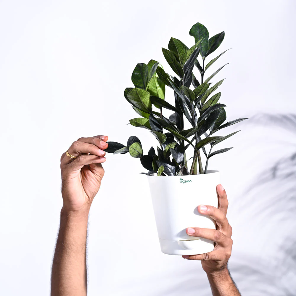 Zamia ZZ Black Plant - Image 24