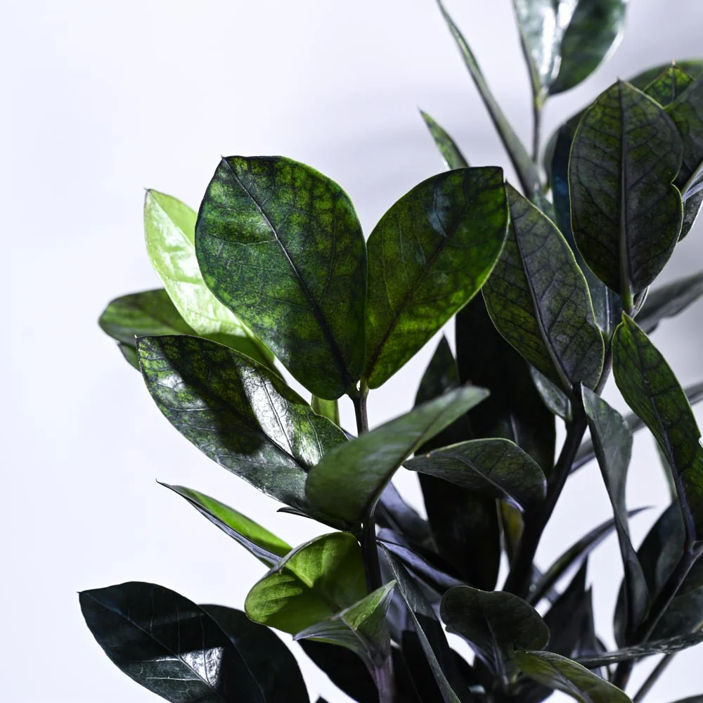 Zamia ZZ Black Plant - Image 27