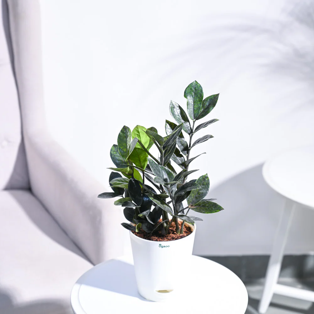 Zamia ZZ Black Plant - Image 33