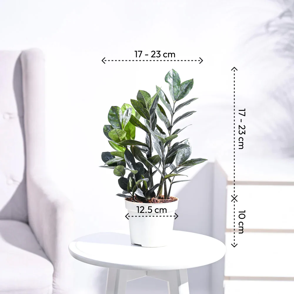 Zamia ZZ Black Plant - Image 4