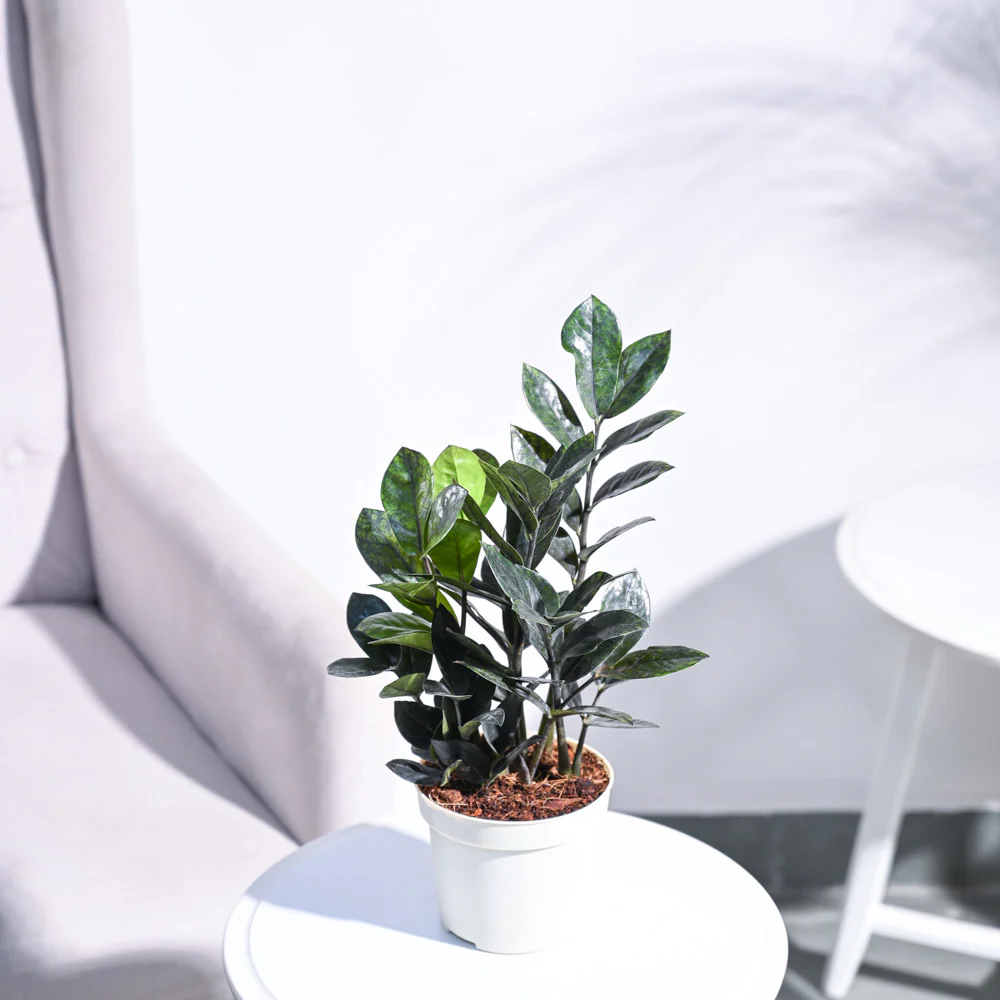 Zamia ZZ Black Plant - Image 41