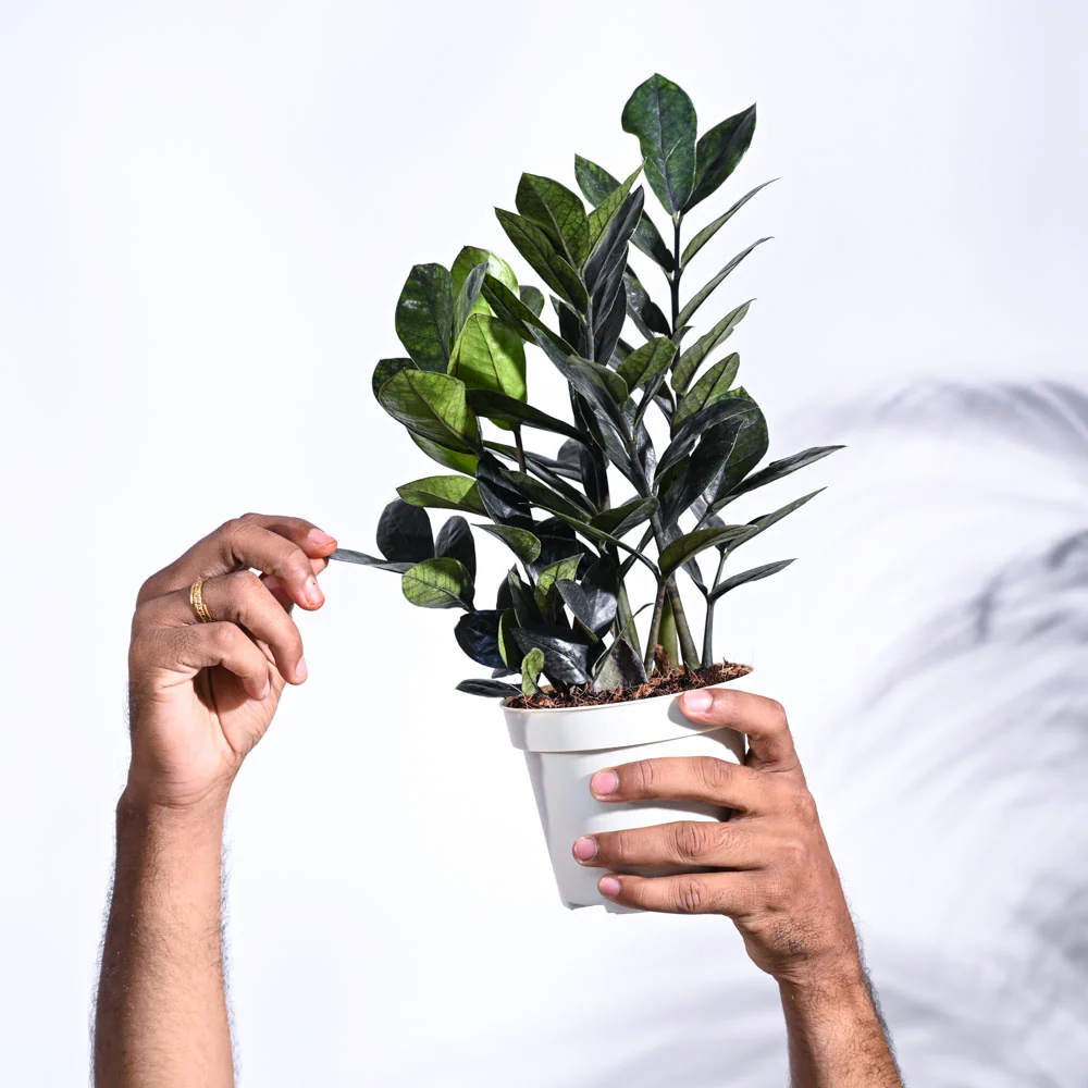 Zamia ZZ Black Plant - Image 5