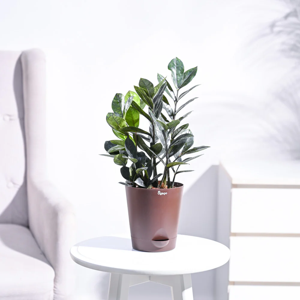 Zamia ZZ Black Plant - Image 7