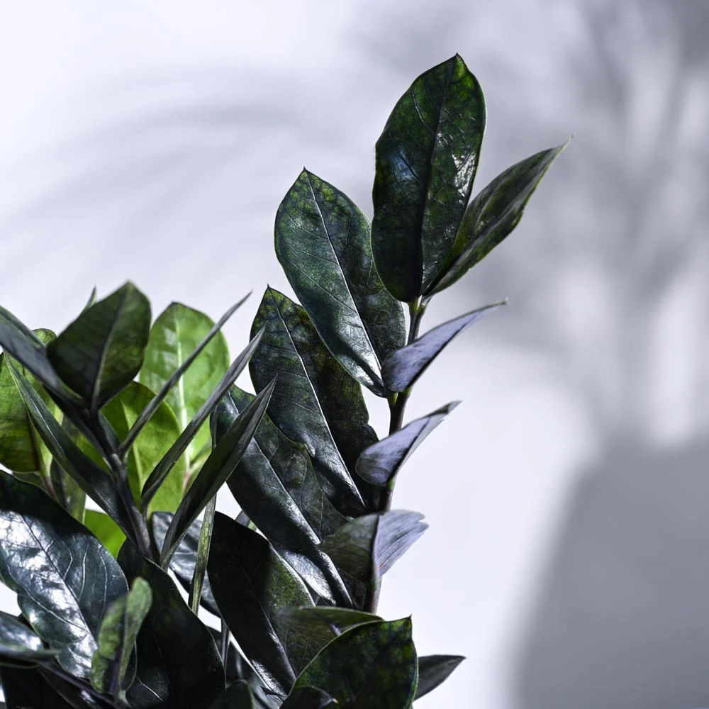 Zamia ZZ Black Plant - Image 8