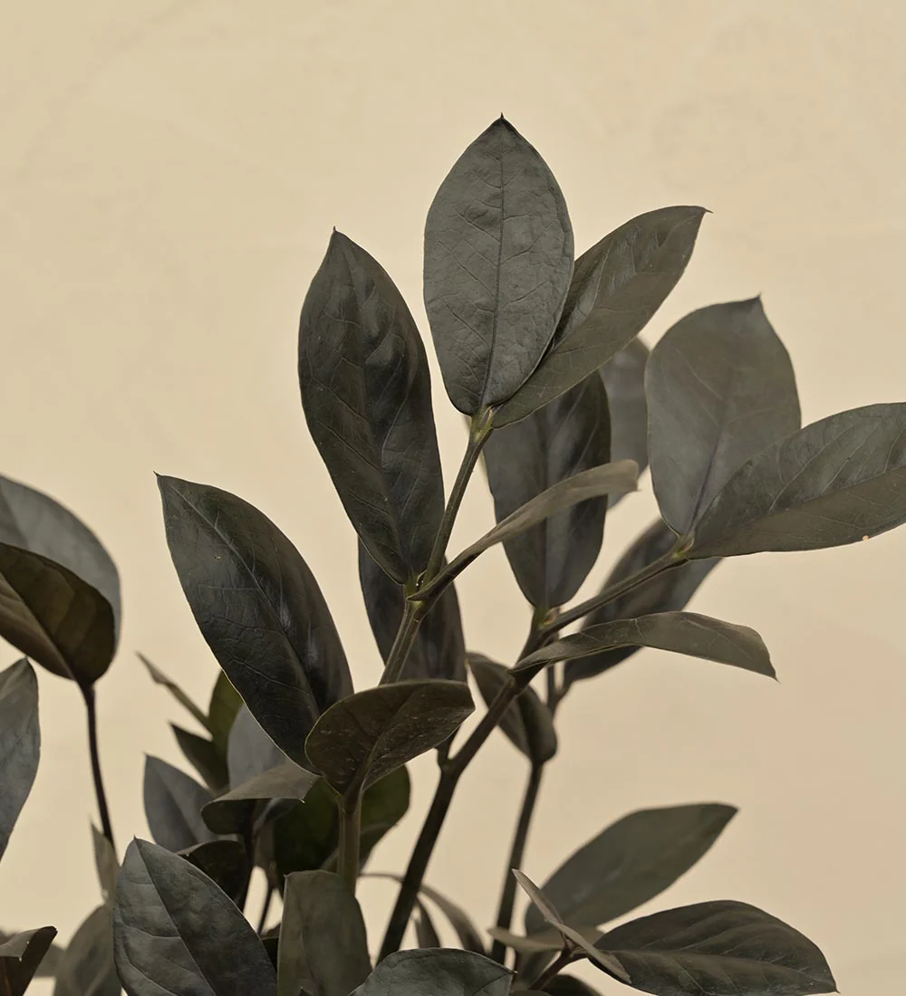 Zamia ZZ Black Plant Gift Hamper - Image 3