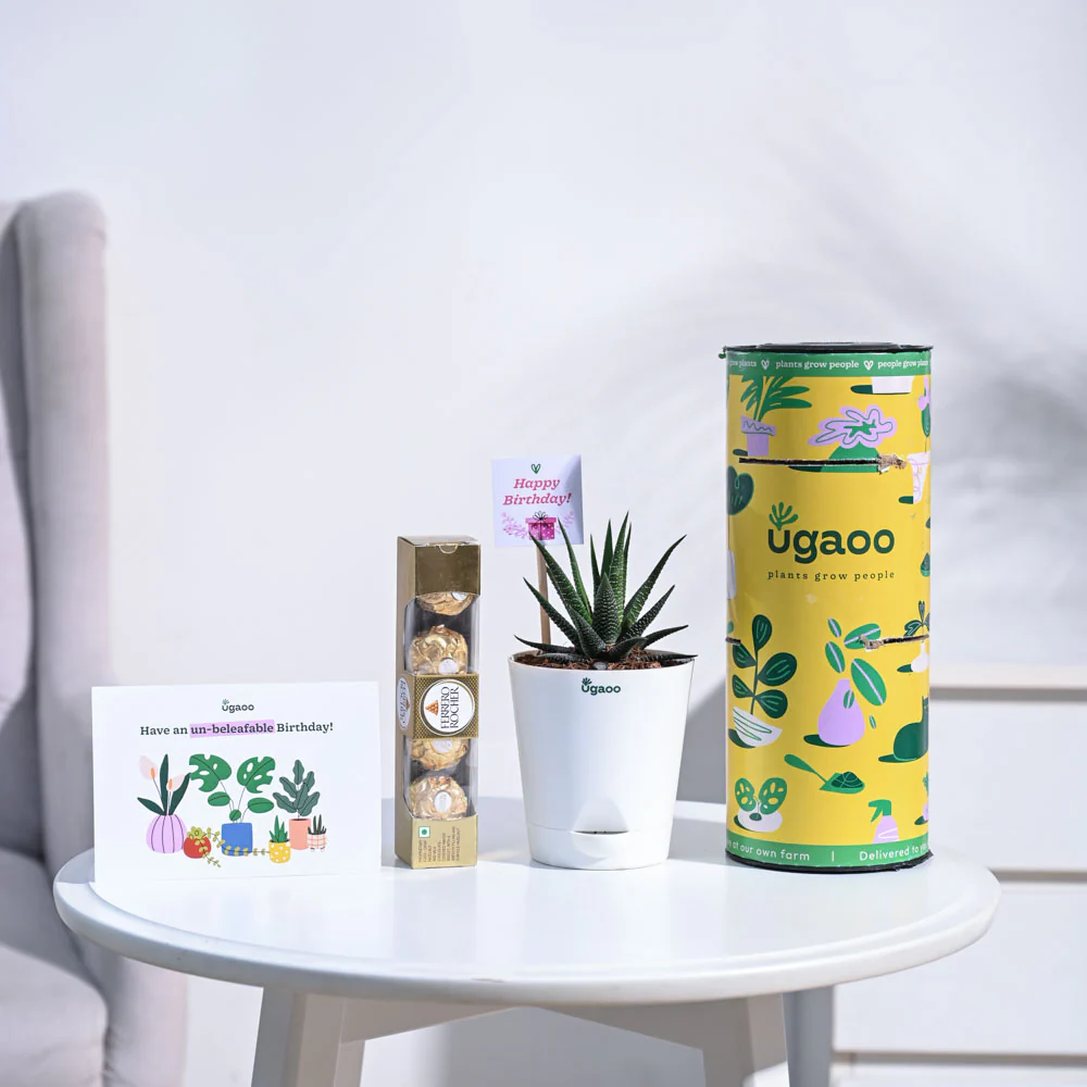 Zebra Haworthia Birthday Gift Hamper - Image 3