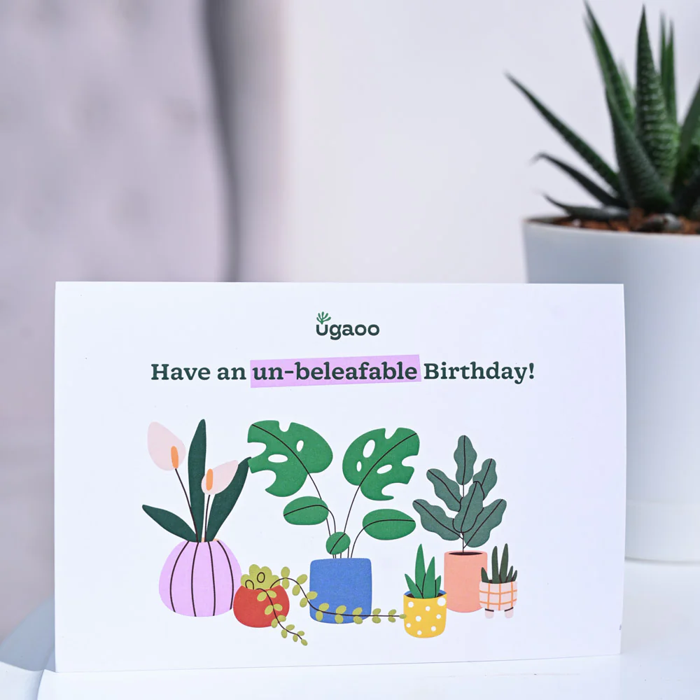 Zebra Haworthia Birthday Gift Hamper - Image 6