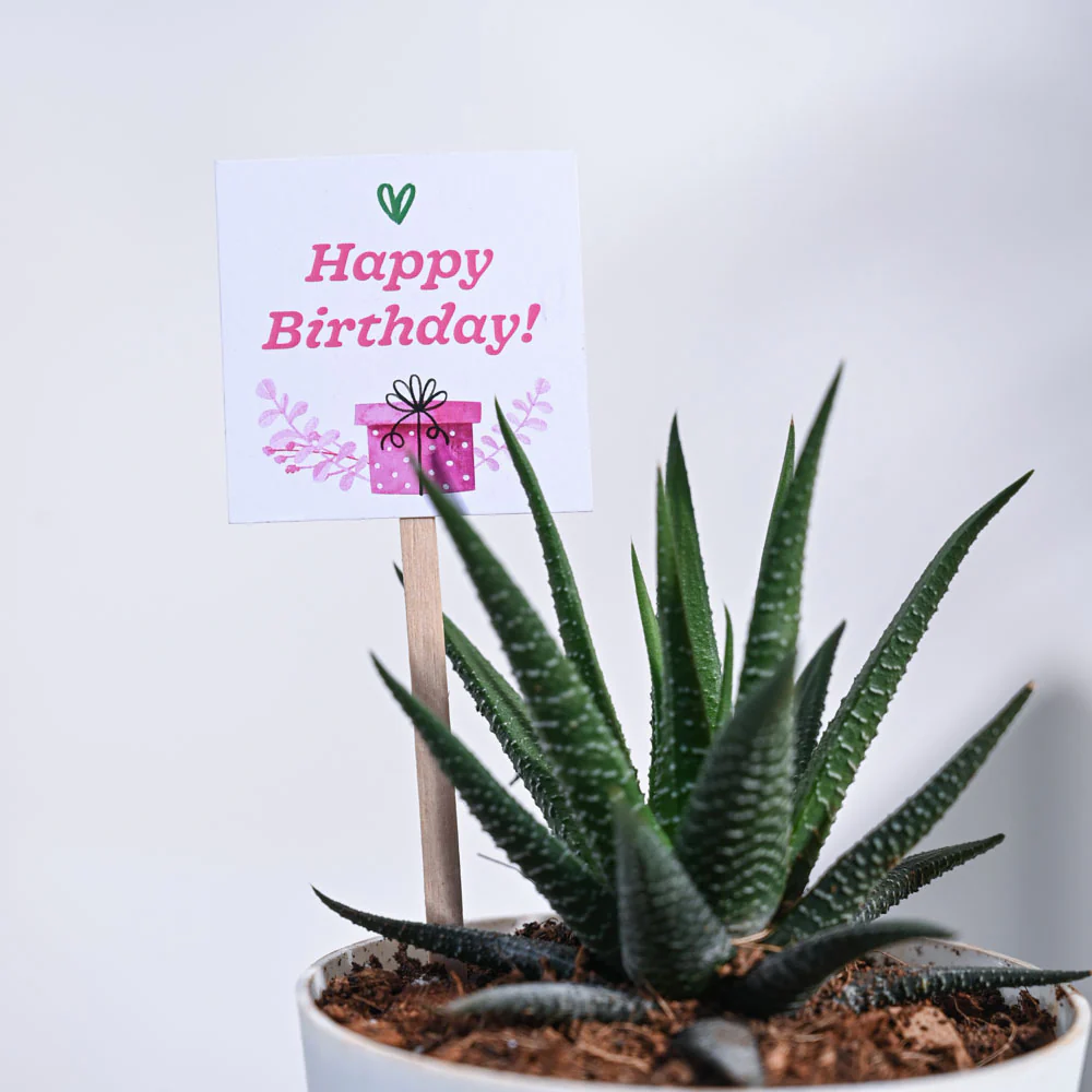 Zebra Haworthia Birthday Gift Hamper - Image 7