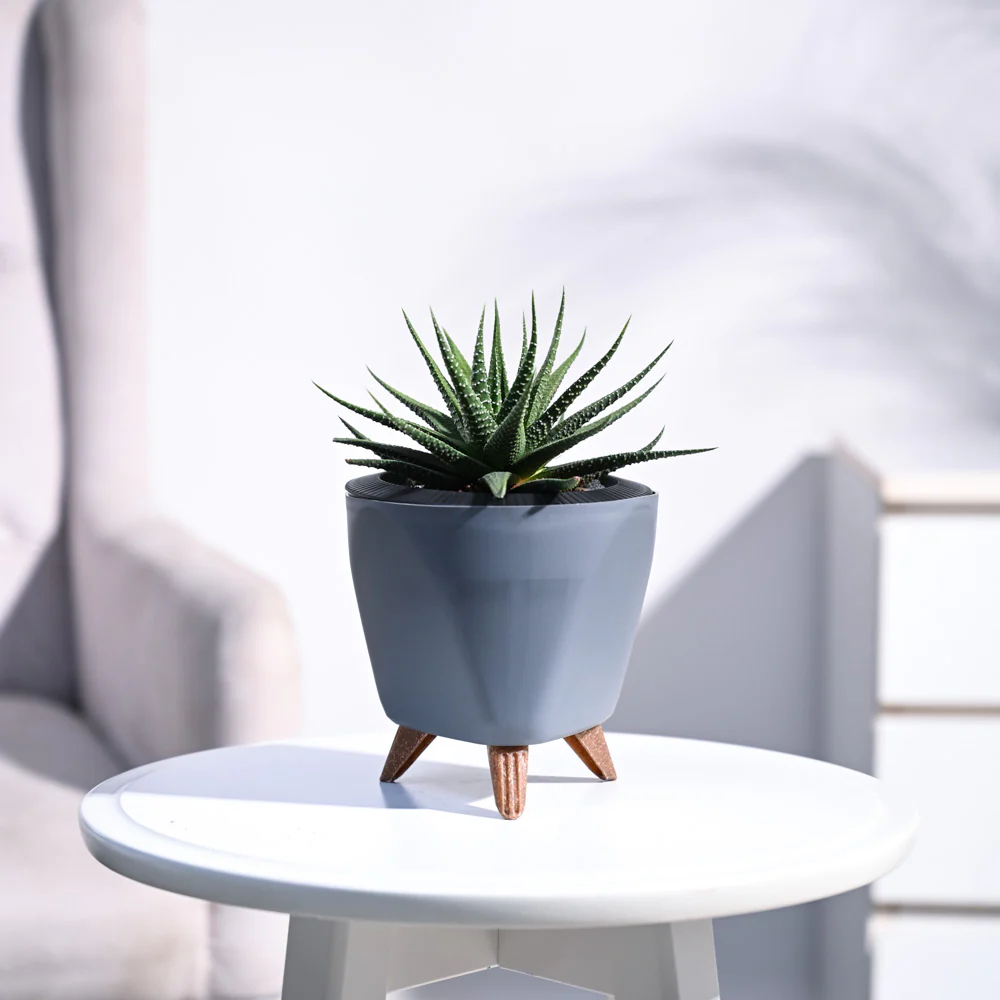 Zebra Haworthia Plant - Image 11
