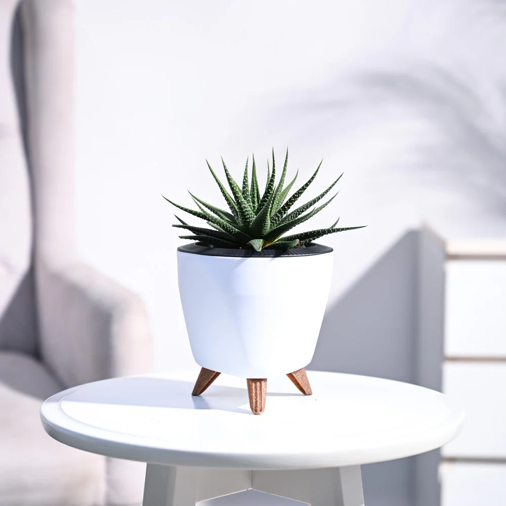 Zebra Haworthia Plant - Image 15