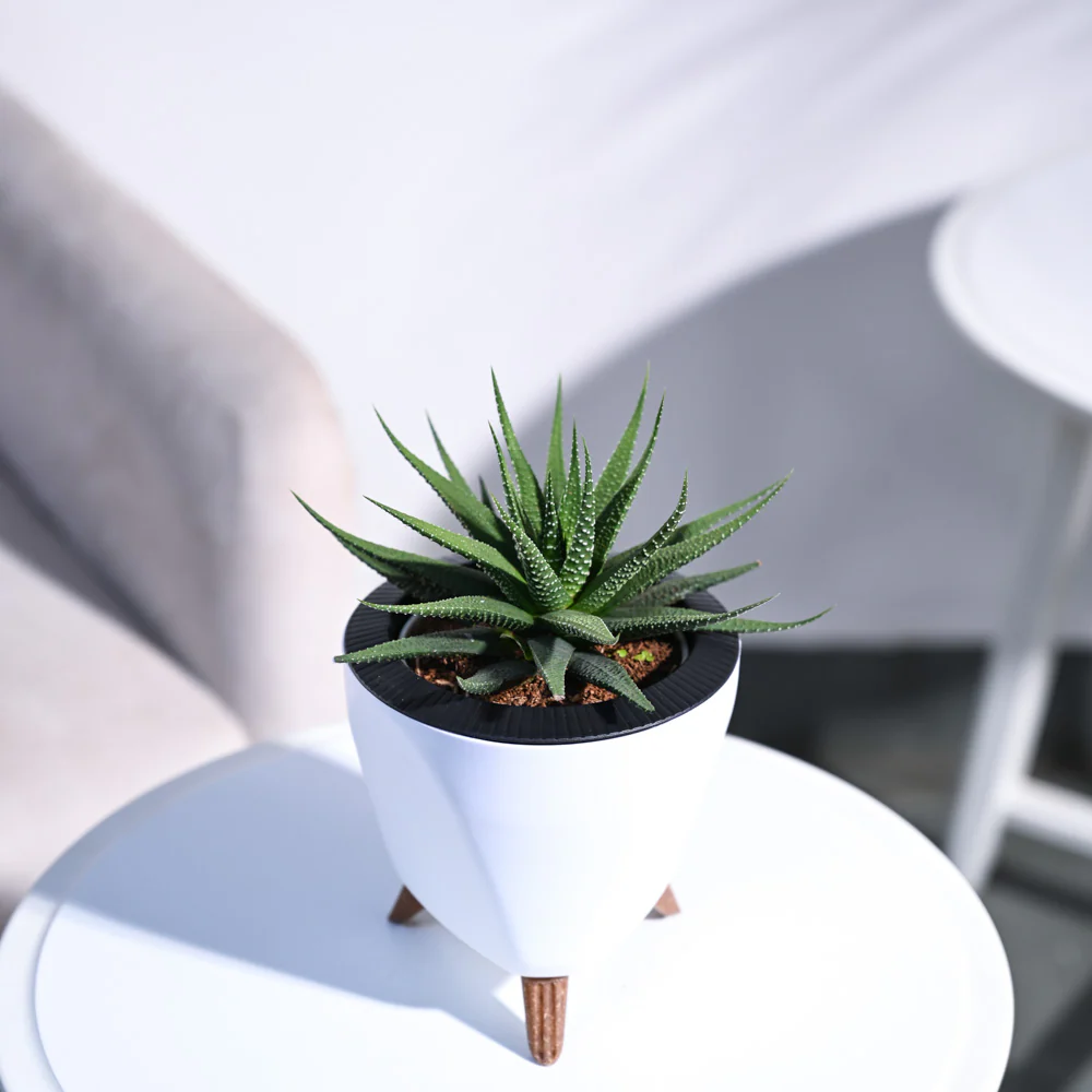 Zebra Haworthia Plant - Image 26