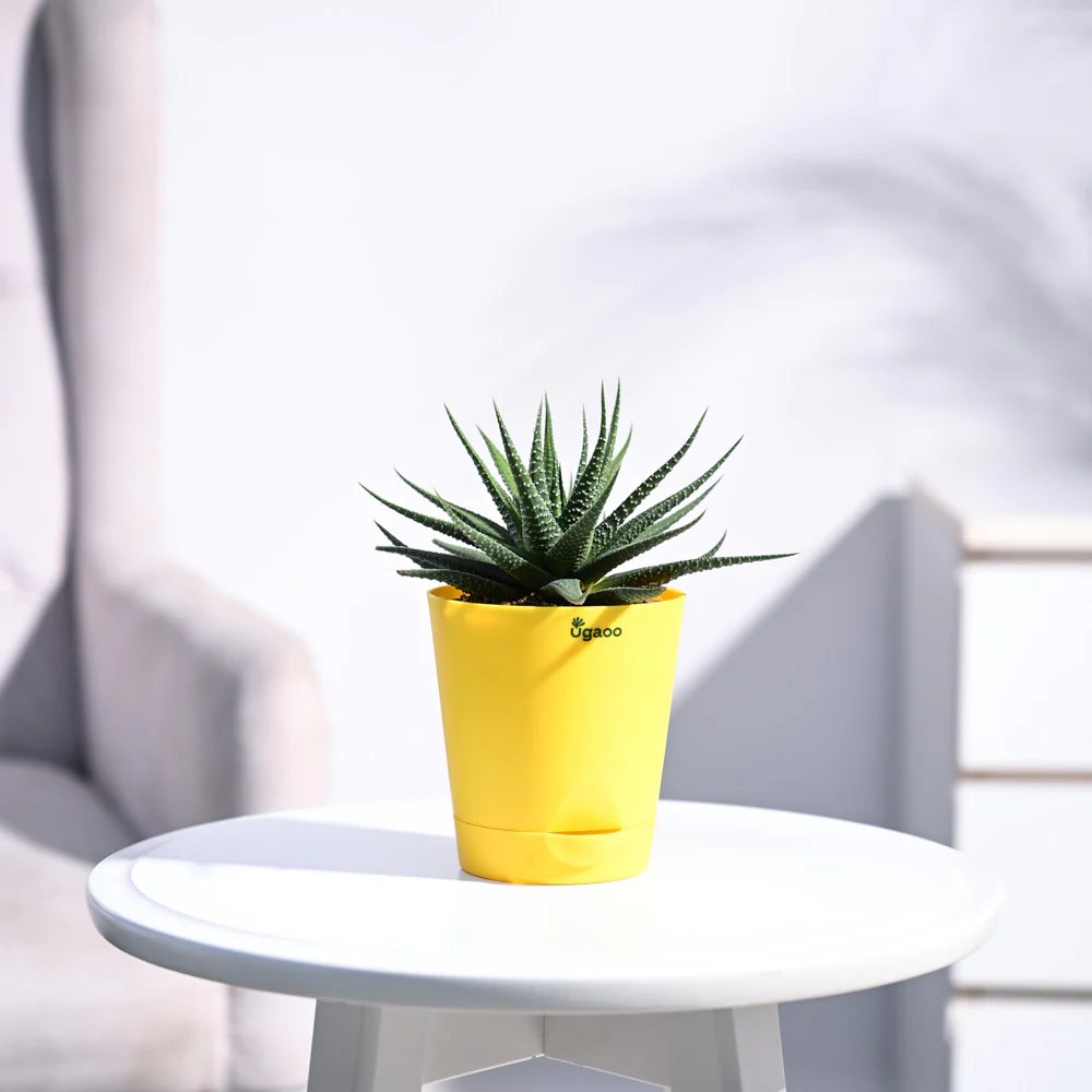 Zebra Haworthia Plant - Image 27