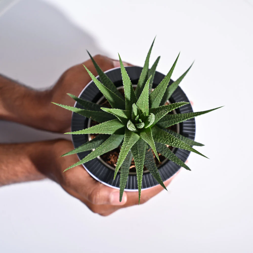 Zebra Haworthia Plant - Image 41