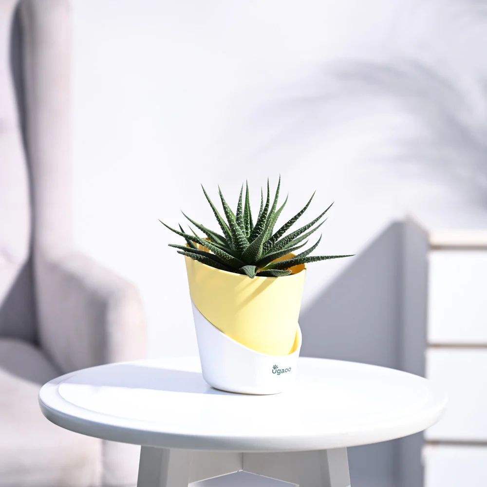 Zebra Haworthia Plant - Image 51