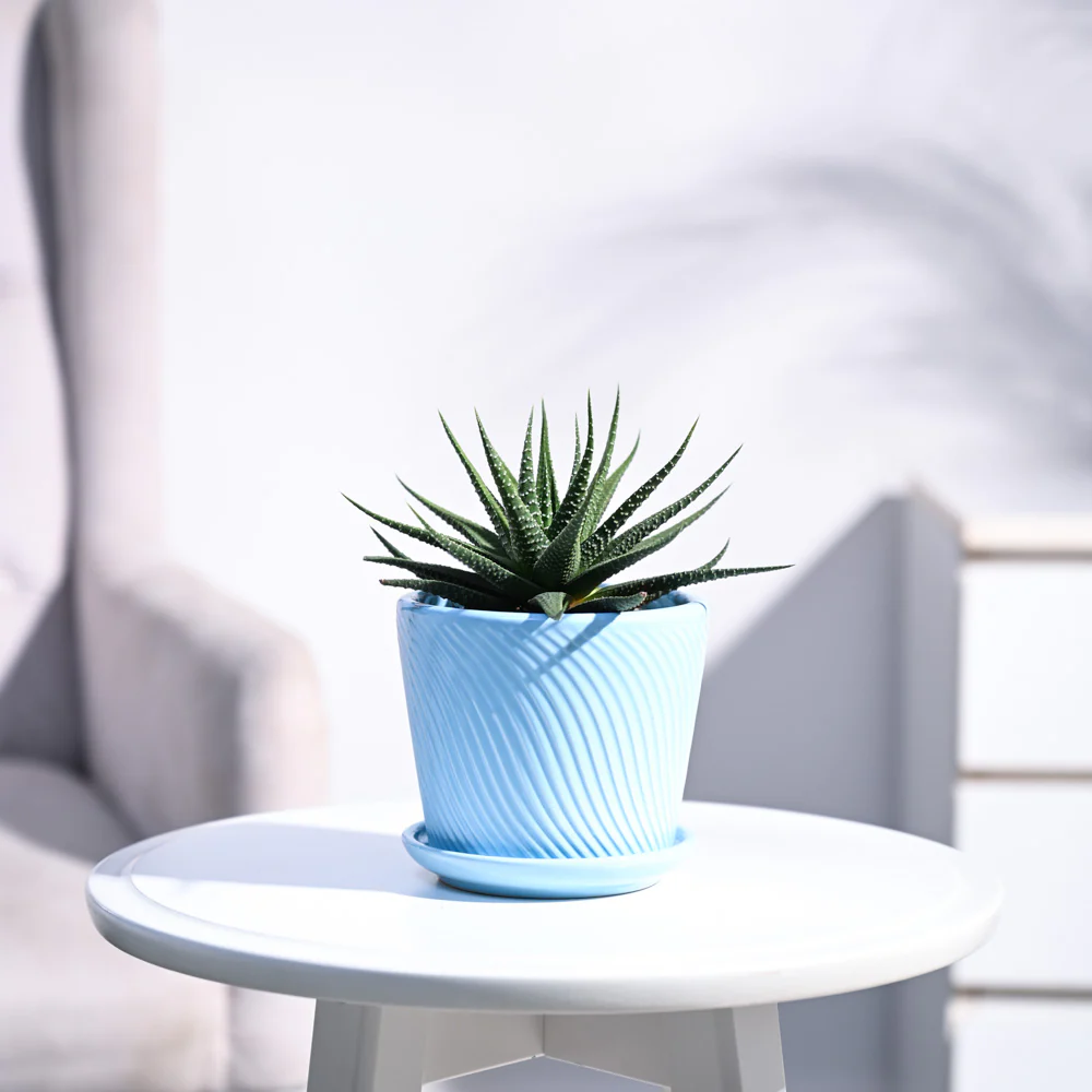 Zebra Haworthia Plant - Image 67