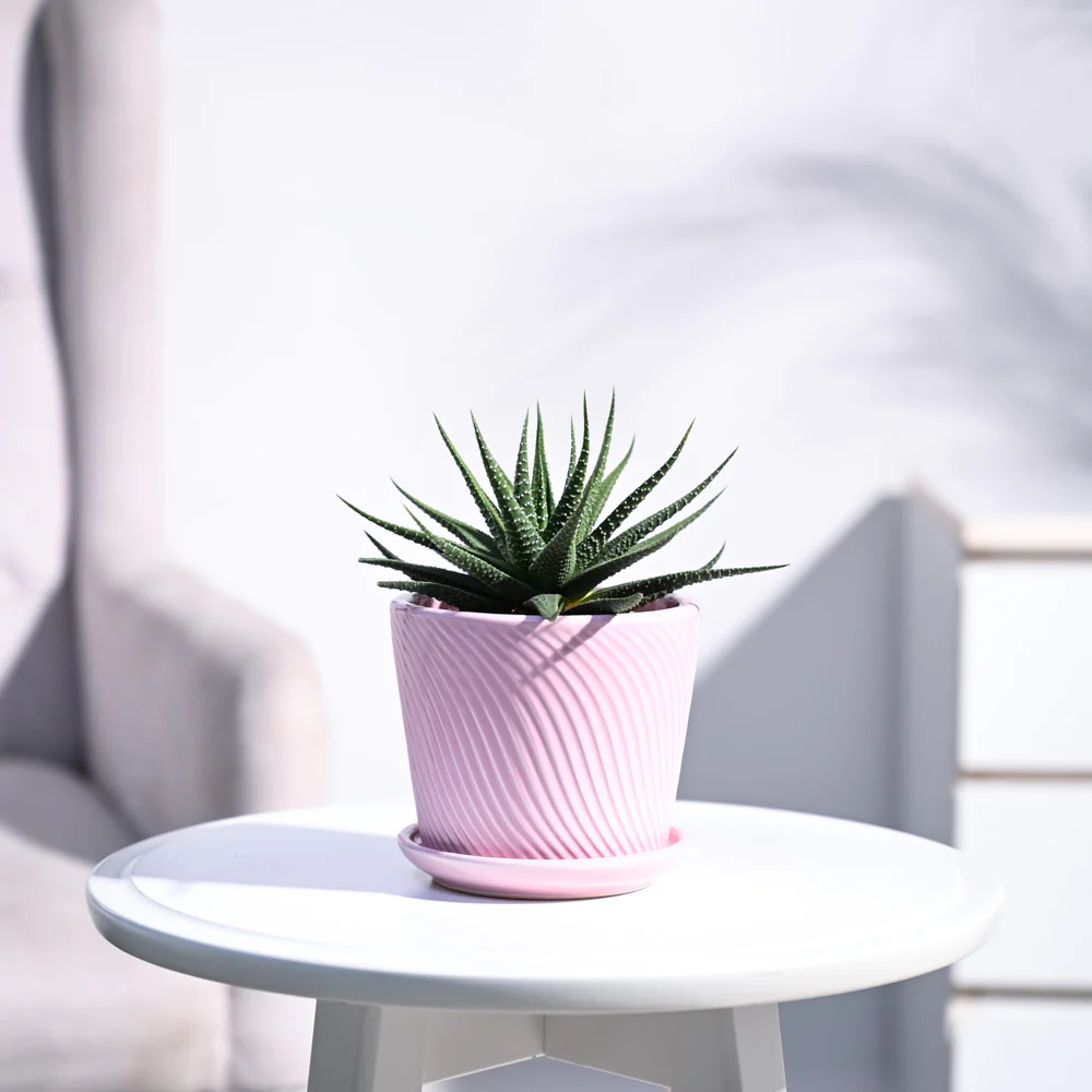 Zebra Haworthia Plant - Image 75