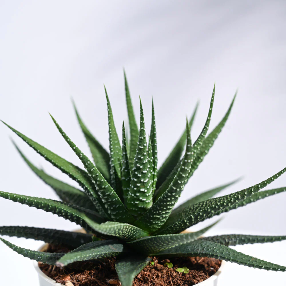 Zebra Haworthia Plant For Environment Day Gifting - Image 25