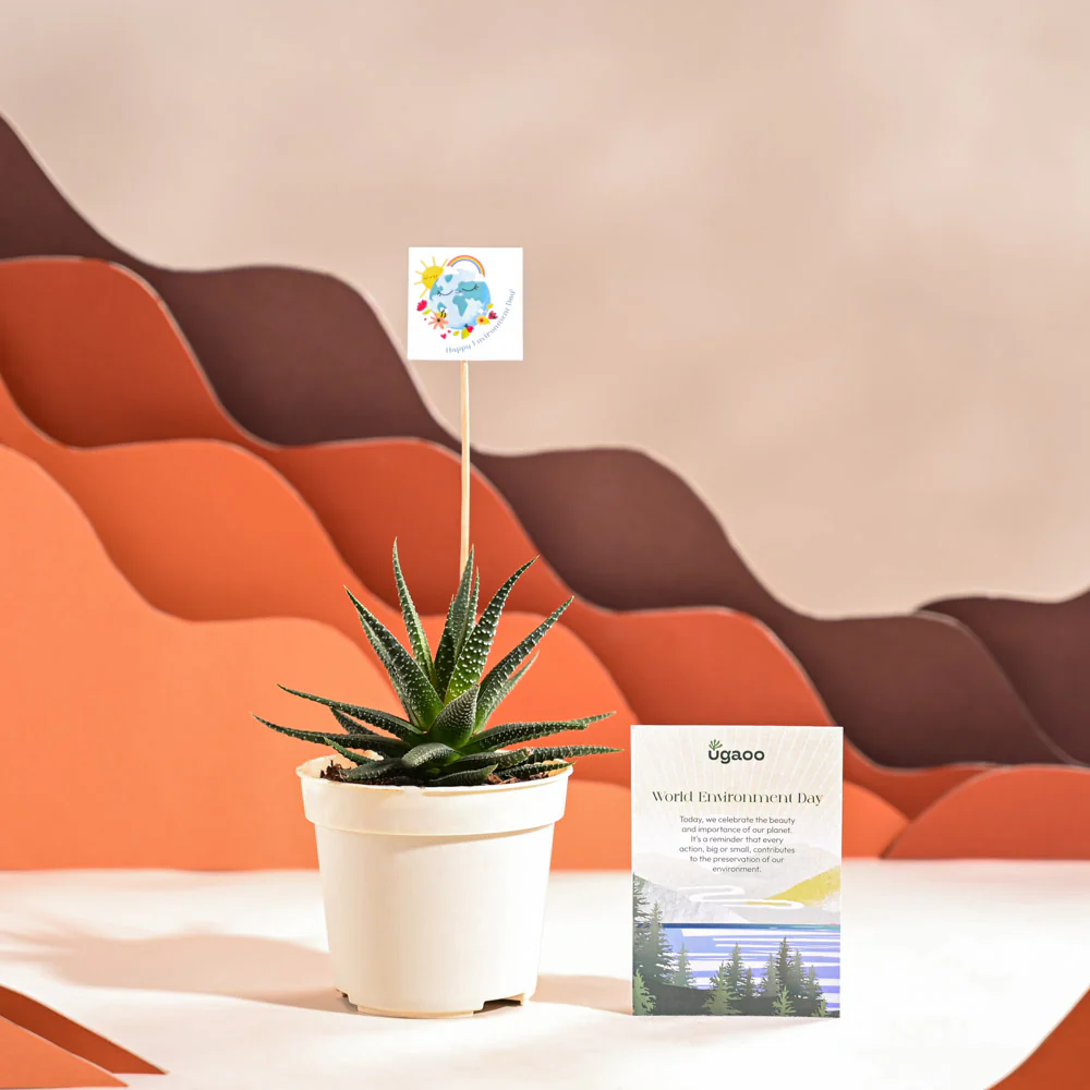 Zebra Haworthia Plant For Environment Day Gifting - Image 50