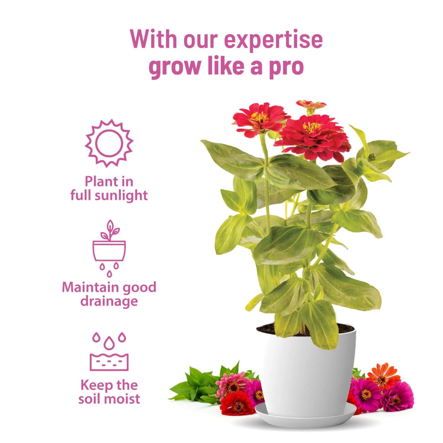 Zinnia Grow Kit - Image 3