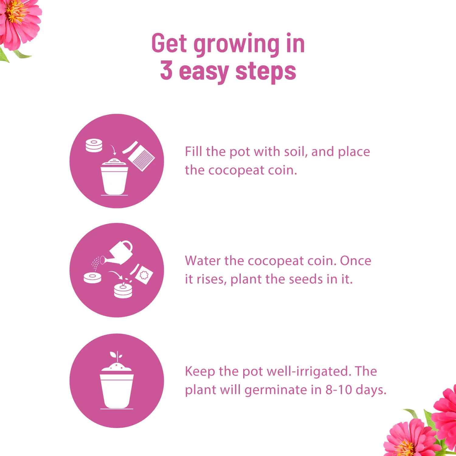 Zinnia Grow Kit - Image 4