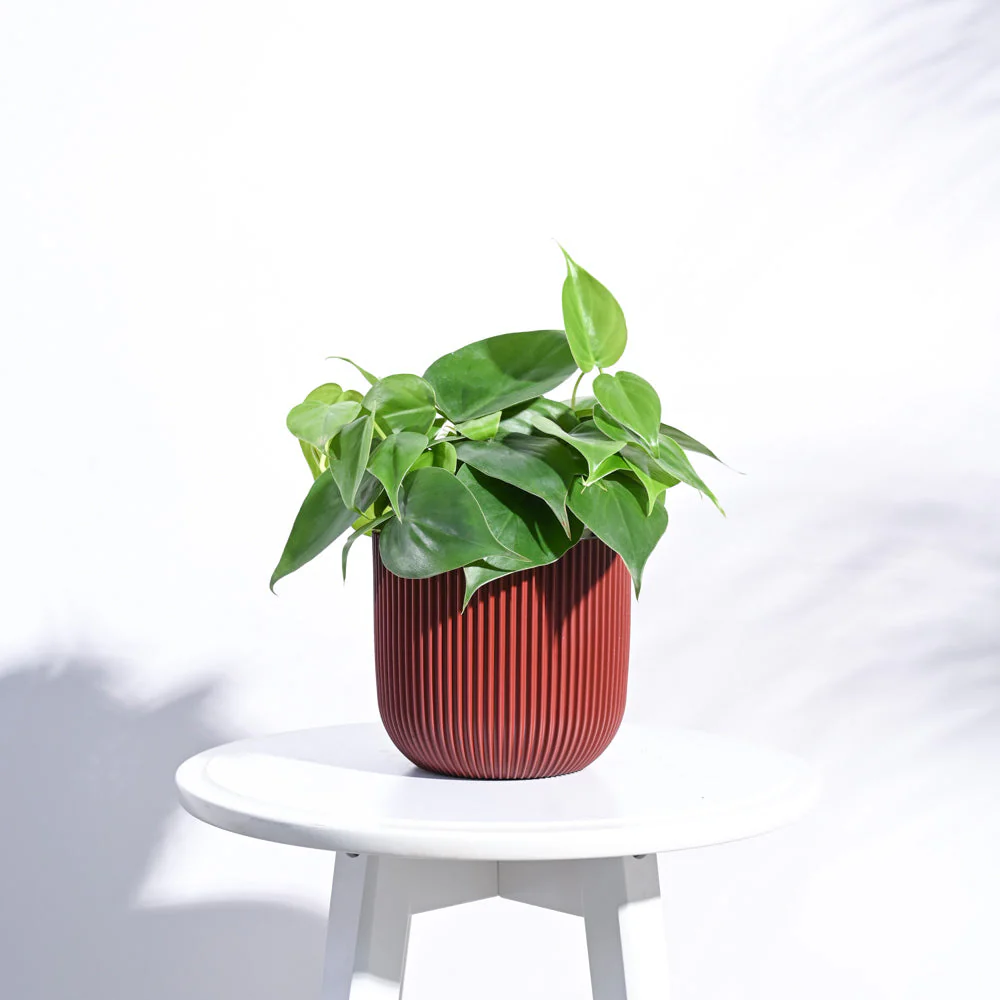 Zuri Planter Ball Groove - Image 14