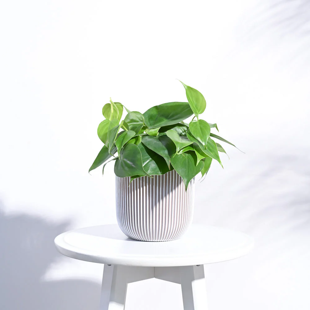 Zuri Planter Ball Groove - Image 20