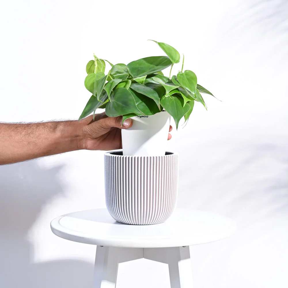 Zuri Planter Ball Groove - Image 23