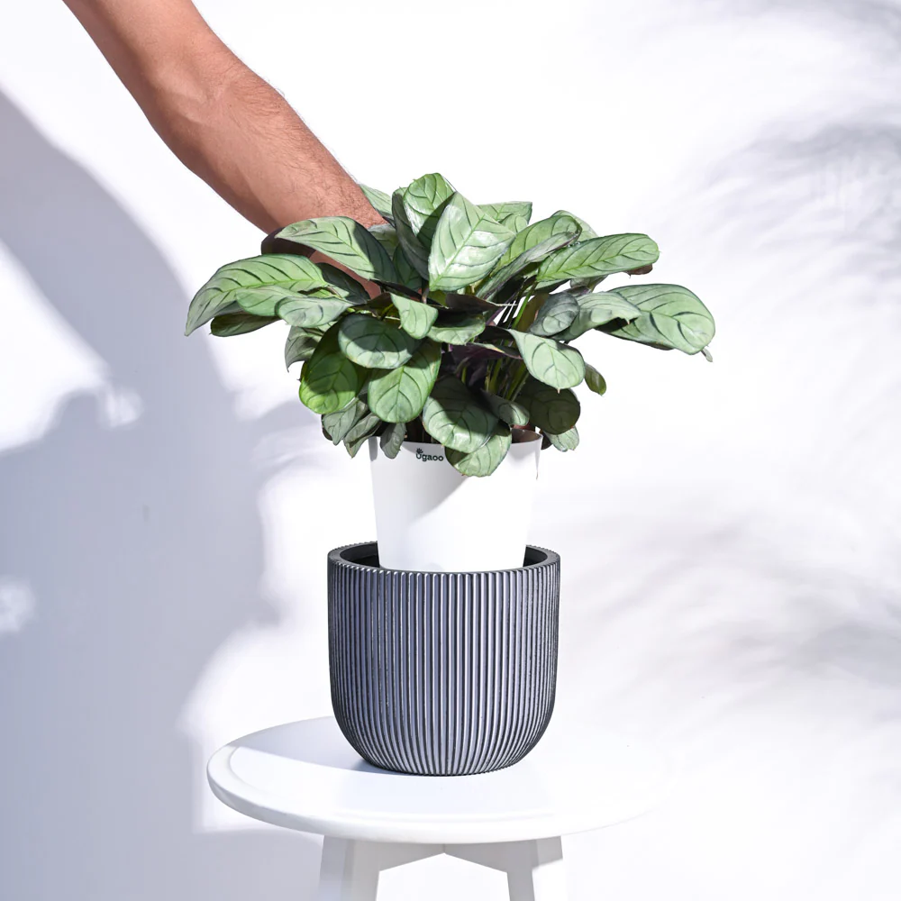 Zuri Planter Ball Groove - Image 29