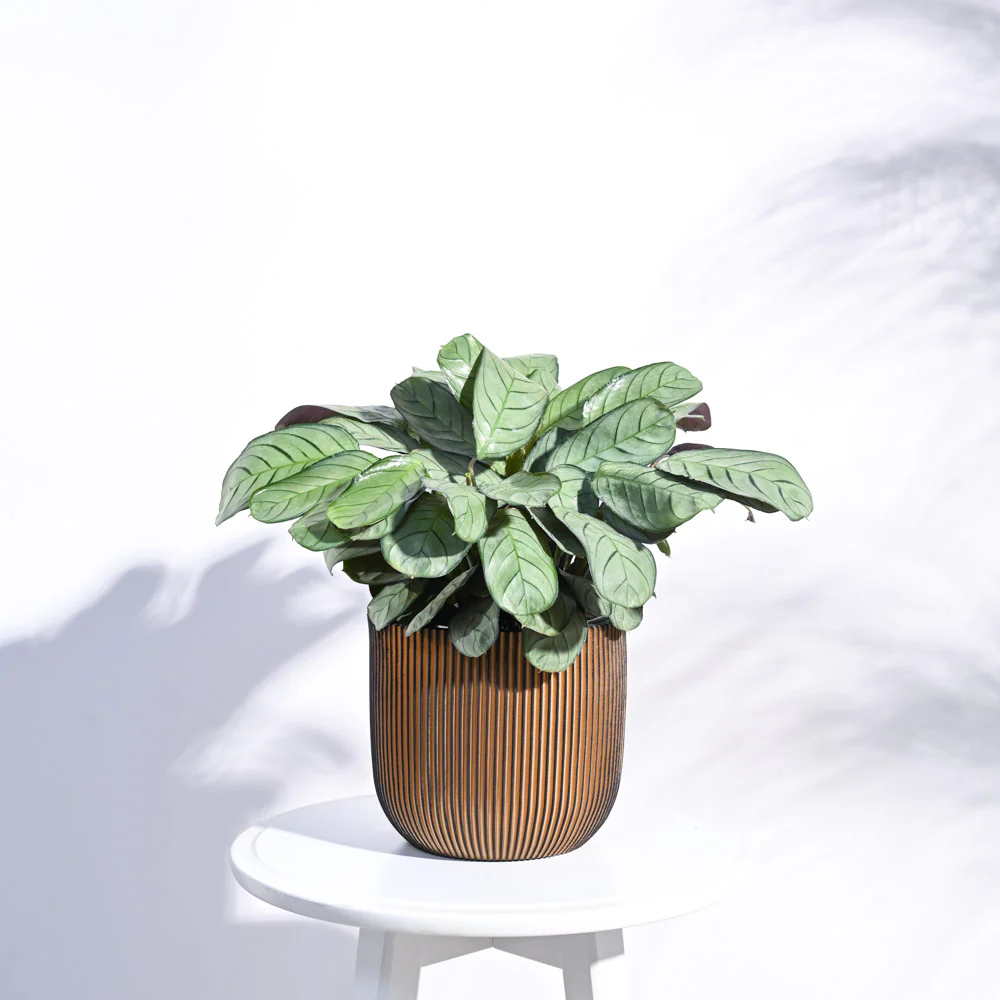 Zuri Planter Ball Groove - Image 32