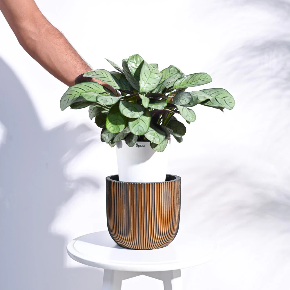 Zuri Planter Ball Groove - Image 35