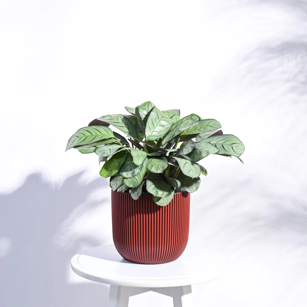 Zuri Planter Ball Groove - Image 38