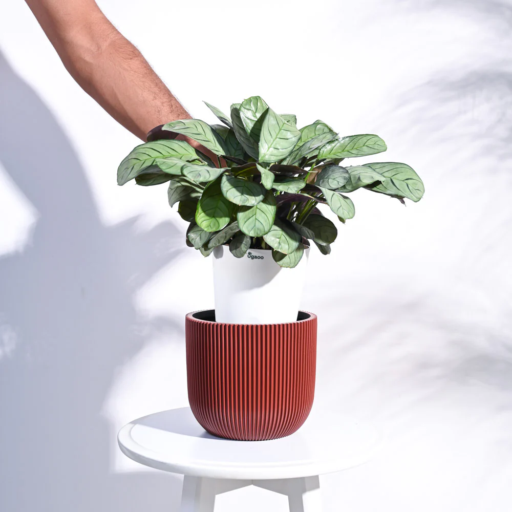 Zuri Planter Ball Groove - Image 41