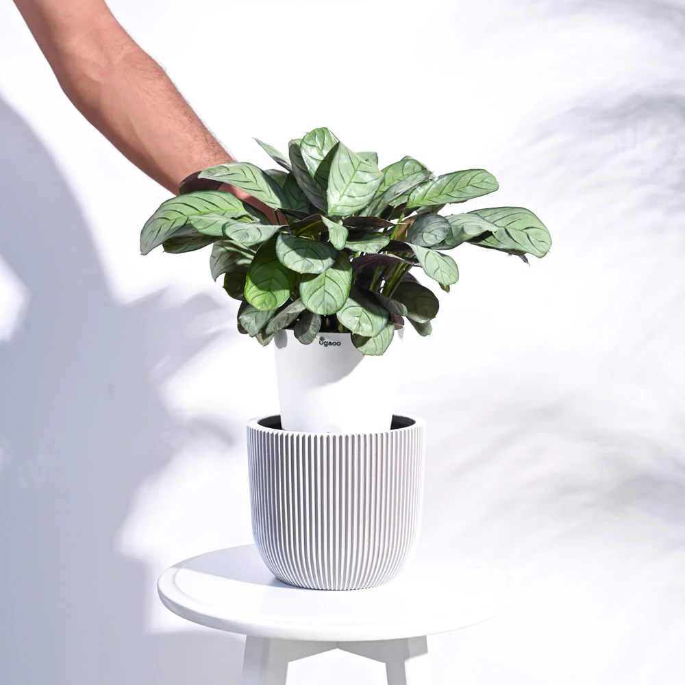 Zuri Planter Ball Groove - Image 47