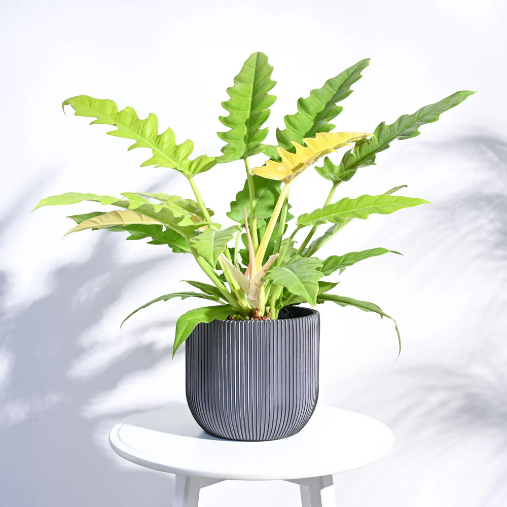 Zuri Planter Ball Groove - Image 50