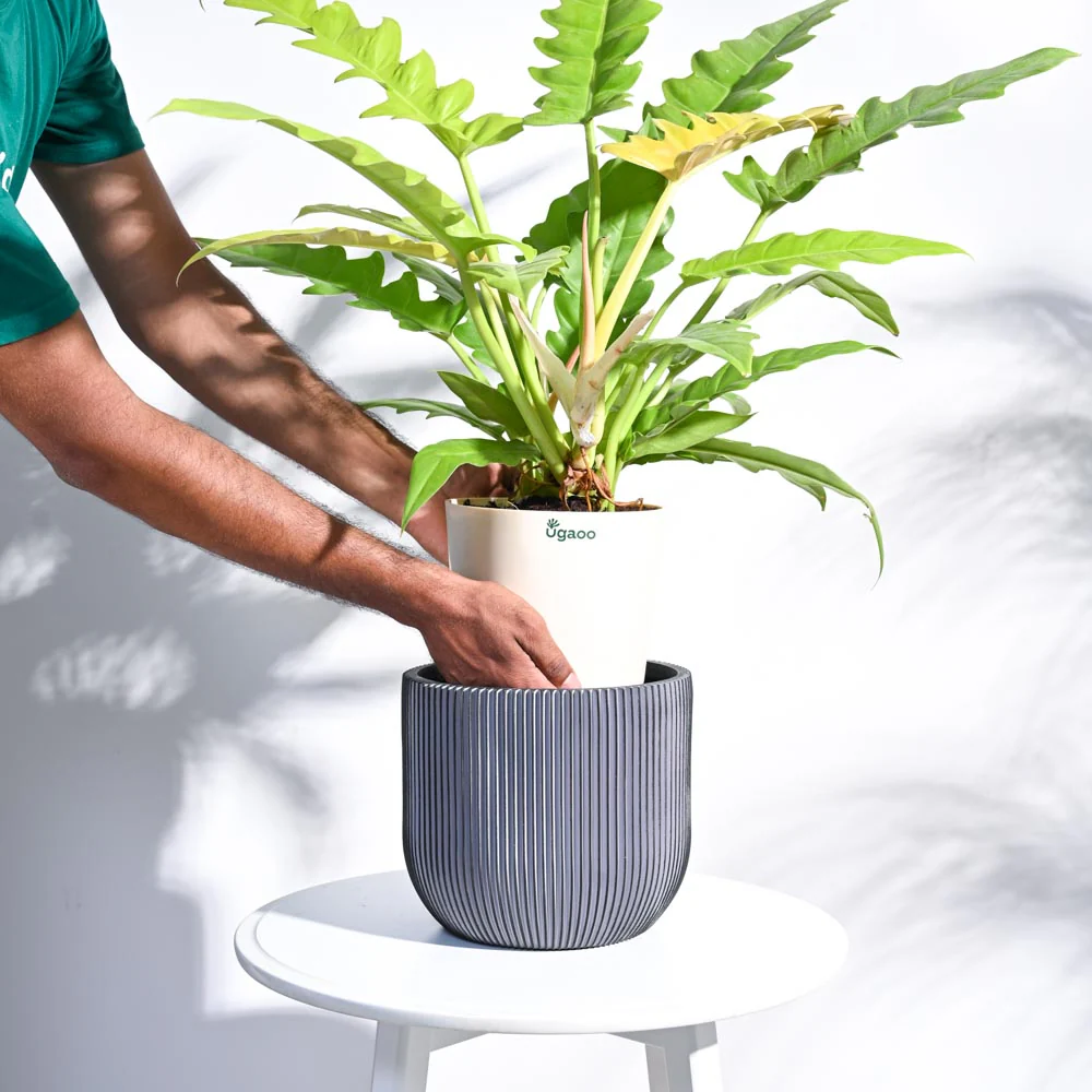 Zuri Planter Ball Groove - Image 53