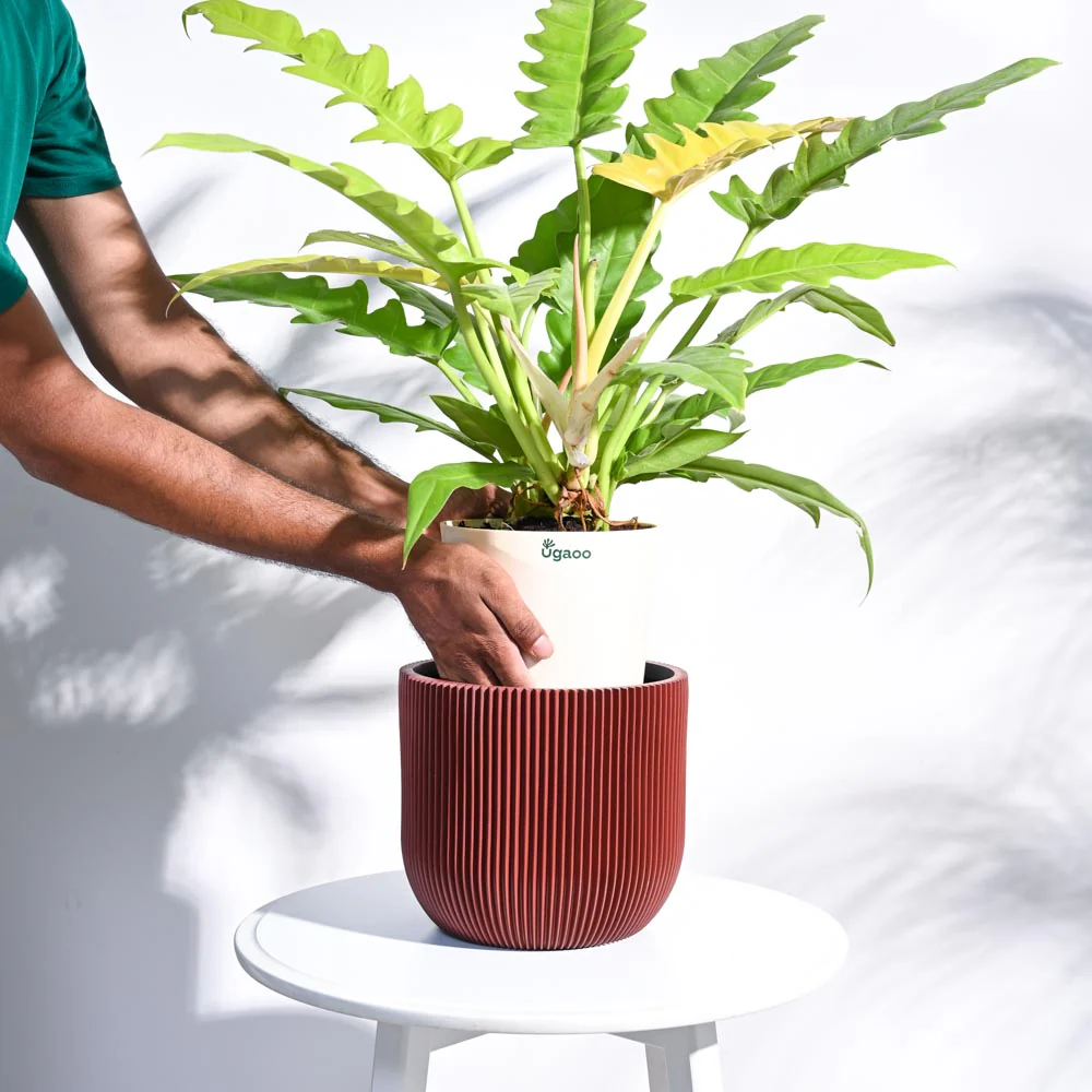 Zuri Planter Ball Groove - Image 64