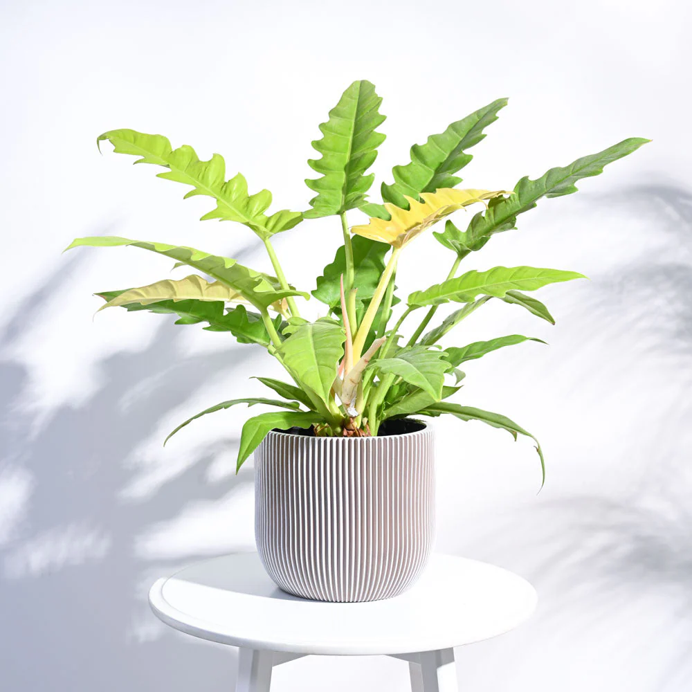 Zuri Planter Ball Groove - Image 67