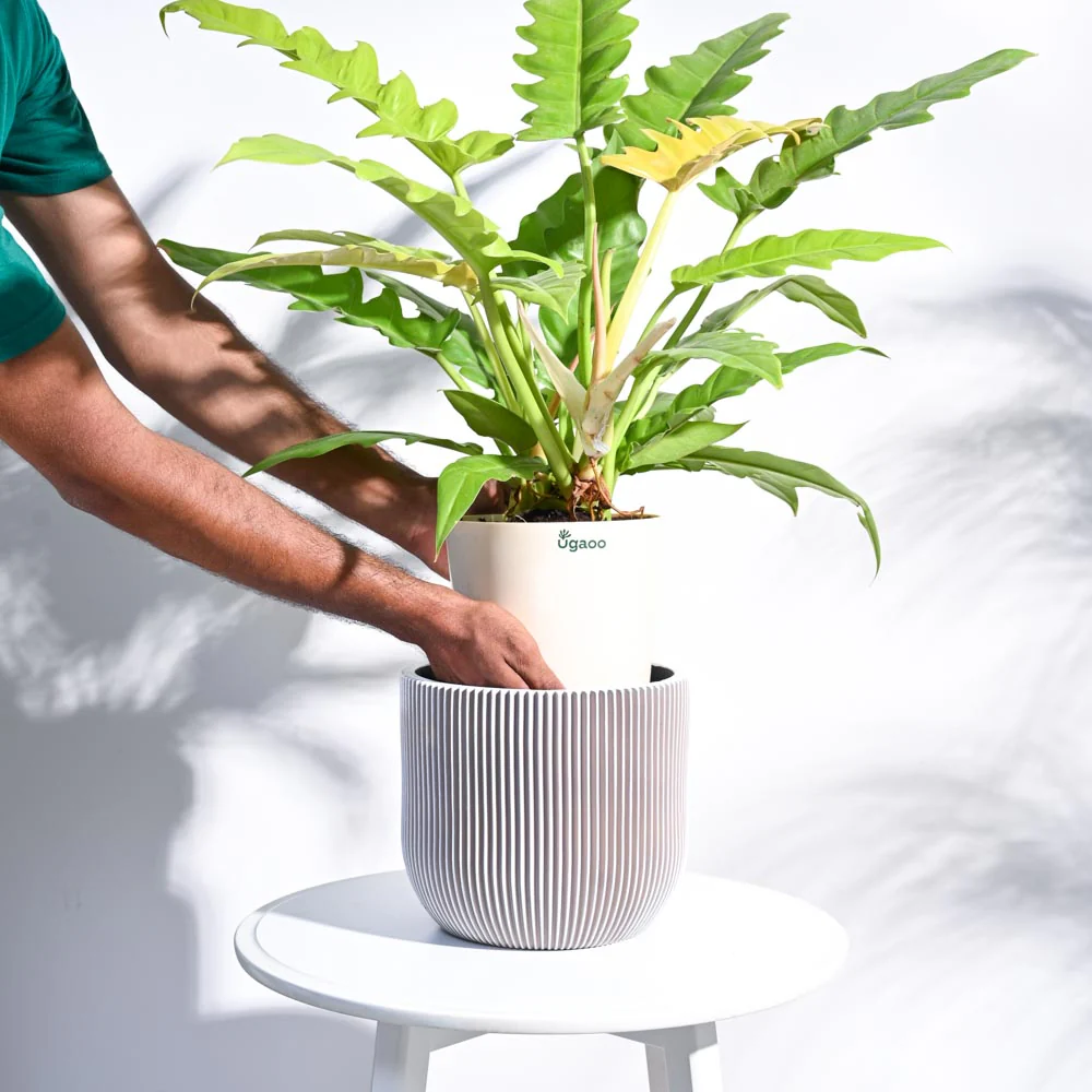 Zuri Planter Ball Groove - Image 70