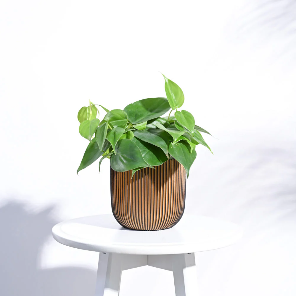 Zuri Planter Ball Groove - Image 8